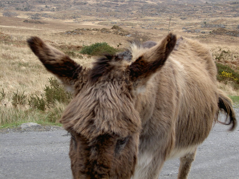 PICT4527.JPG